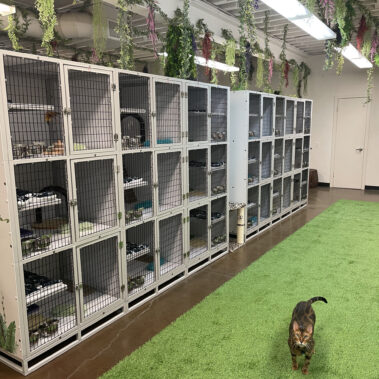 Pet Sitting Indoor Location Pic 5 Pasadena CA